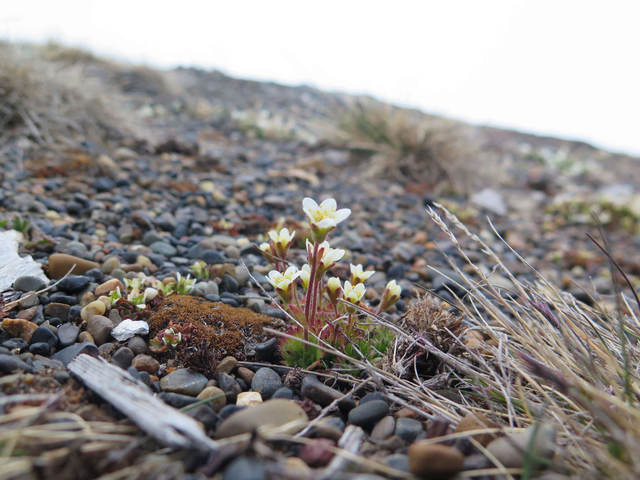 Plancia ëd Saxifraga cespitosa L.