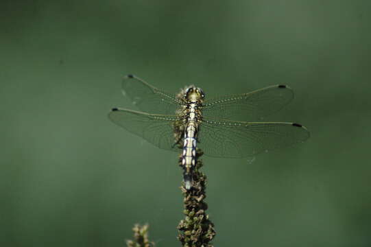 Sivun Orthetrum albistylum (Selys 1848) kuva