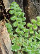 Image of Asplenium subglandulosum (Hook. & Grev.) Salvo, Prada & T. E. Diaz