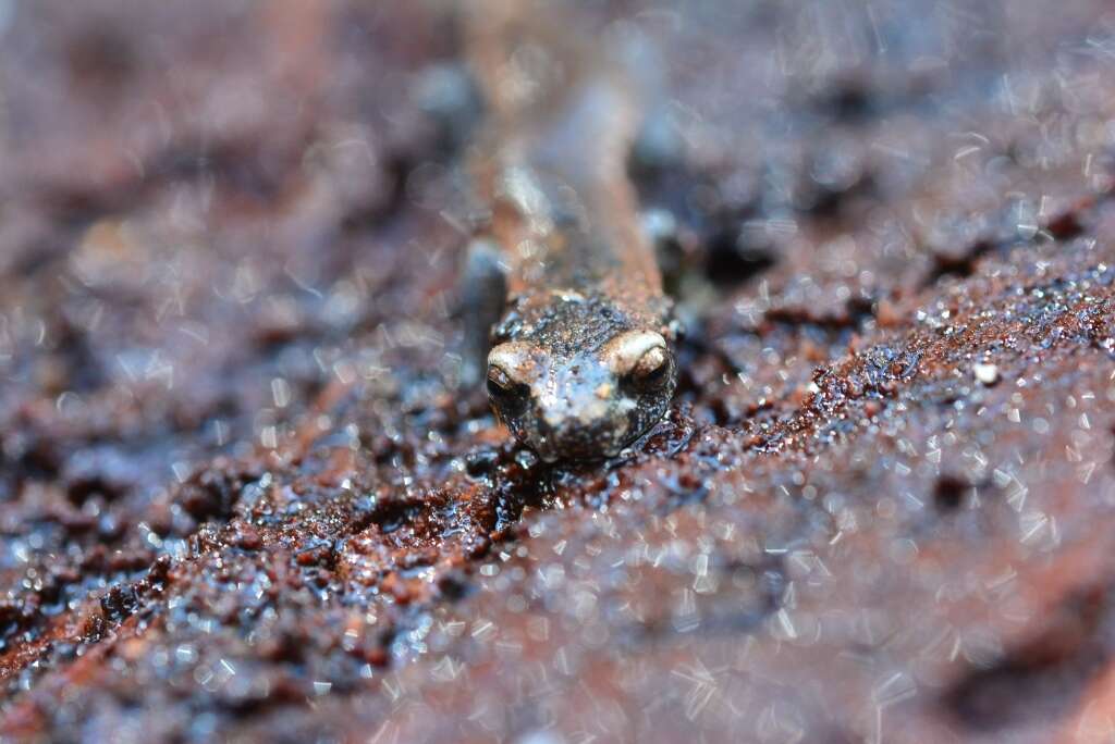 Image of Bolitoglossa hartwegi Wake & Brame 1969