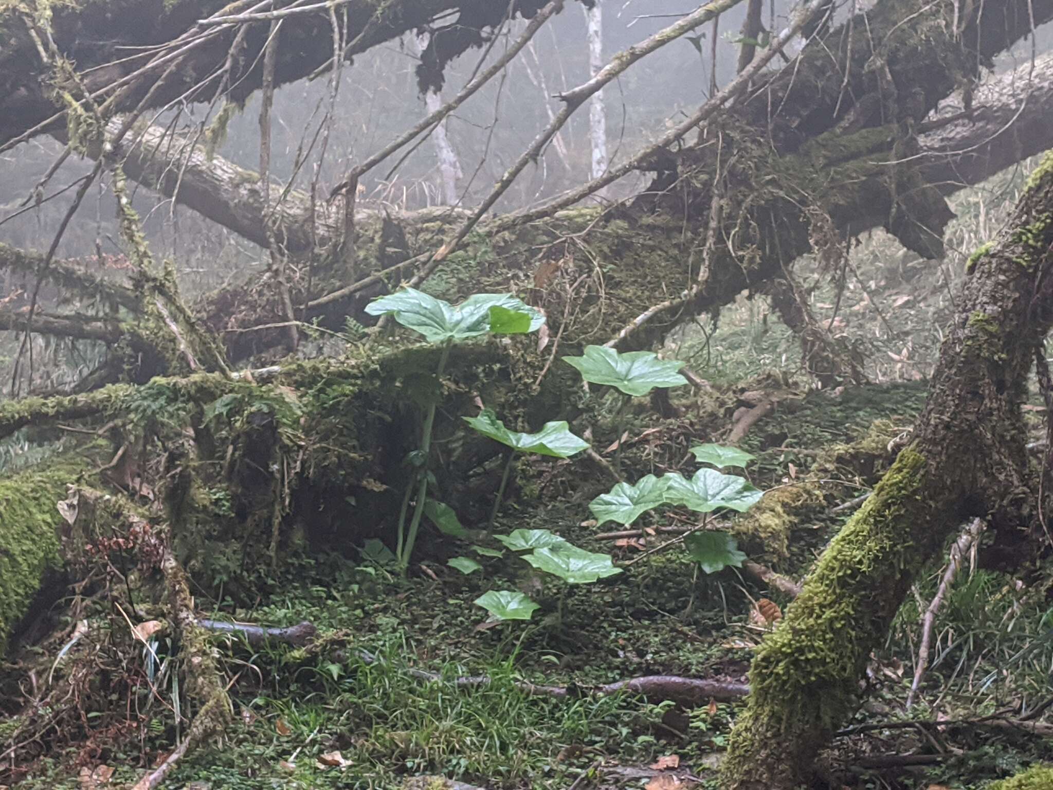 Image de Podophyllum pleianthum Hance