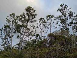 Image de Araucaria rulei F. Muell.