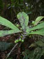 Imagem de Tapeinosperma rubriscapum Guillaumin