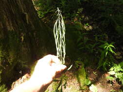 Image de Borodinia canadensis