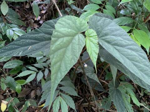 Image of Begonia lukuana Y. C. Liu & C. H. Ou