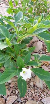 Image of Leichhardt's datura