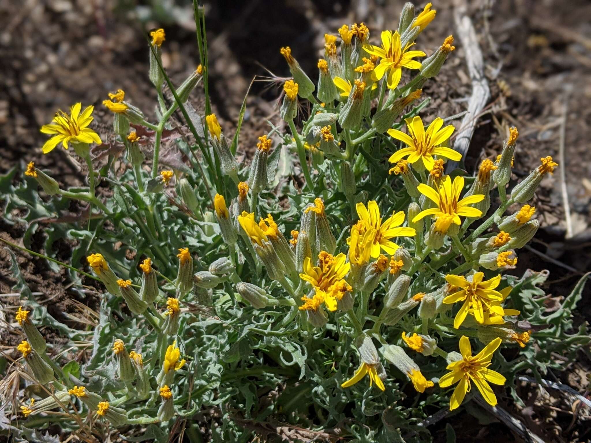 Image of largeflower hawksbeard