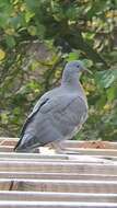 Image of Columba palumbus palumbus Linnaeus 1758