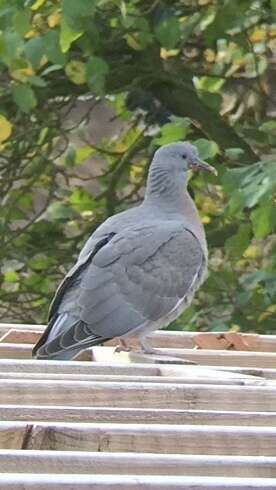 Image of Columba palumbus palumbus Linnaeus 1758