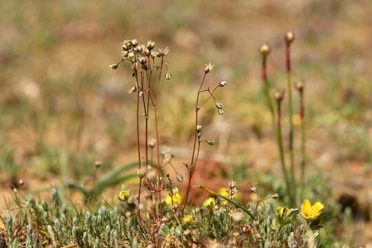 Imagem de Spergula pentandra L.