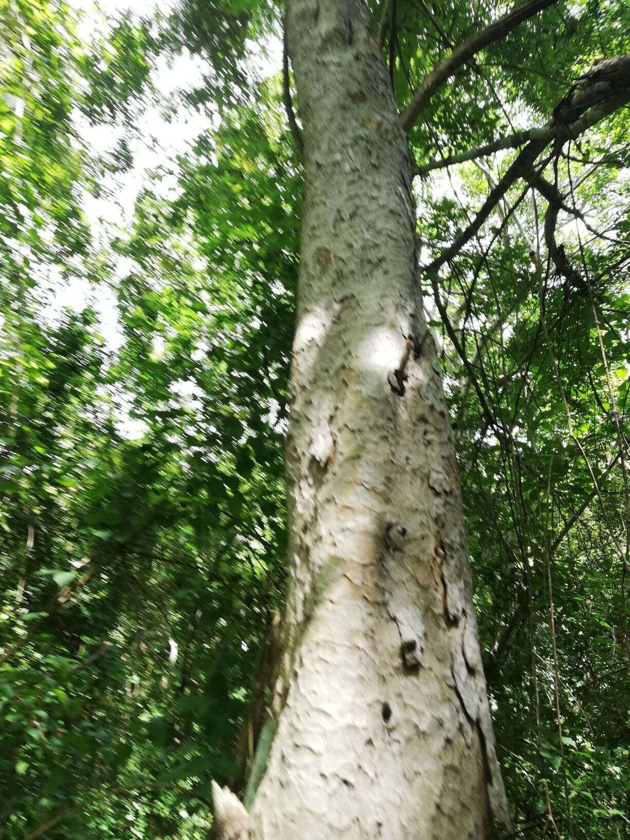 Image of Venetian sumac