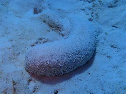 Image of Brown Sandfish