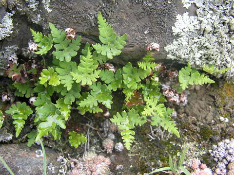 Image of Aleuritopteris argentea (S. G. Gmel.) Fée