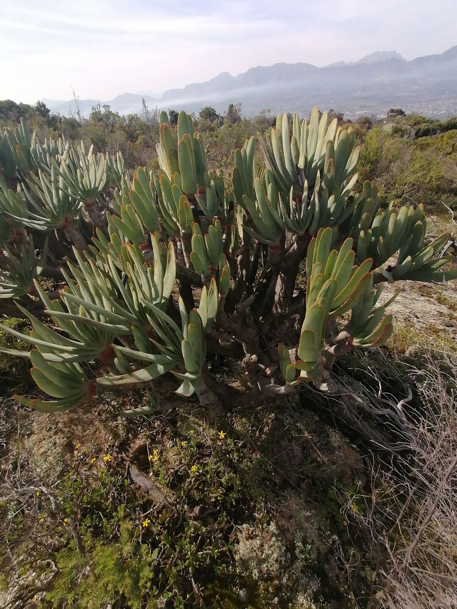 Imagem de Kumara