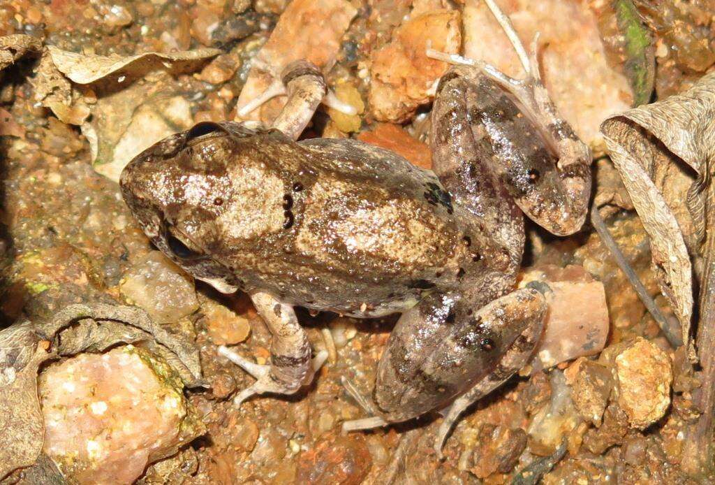 Image of Natal Sand Frog