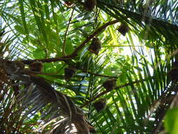 Image of Peters's Epauletted Fruit Bat