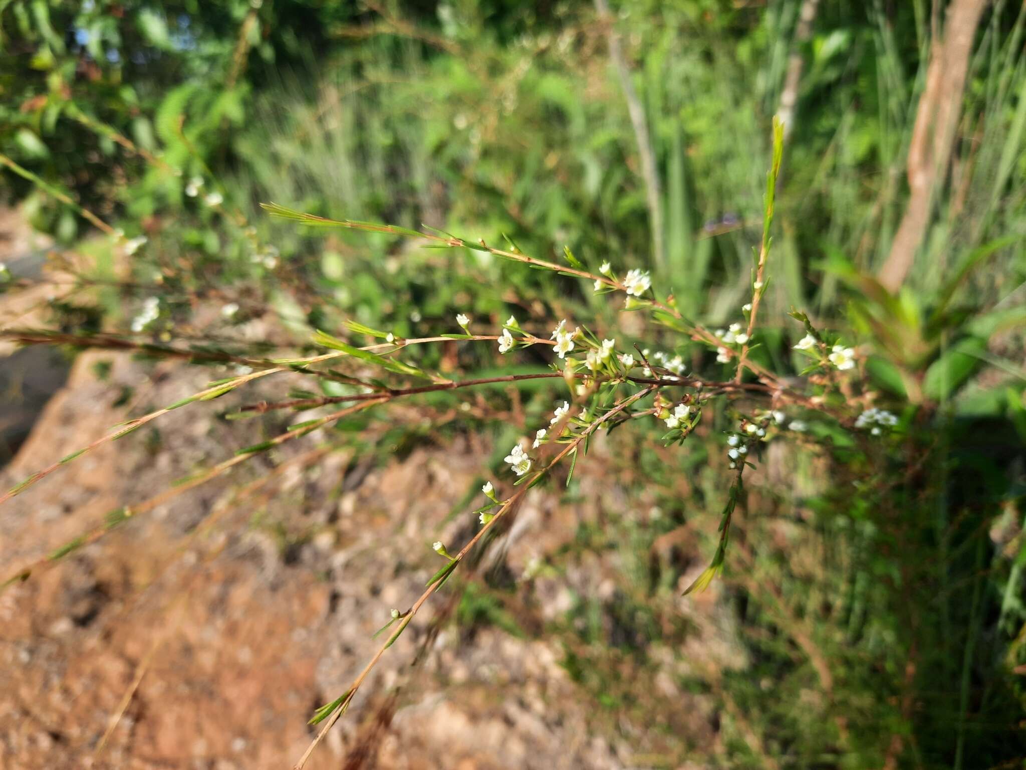 Baeckea frutescens L. resmi