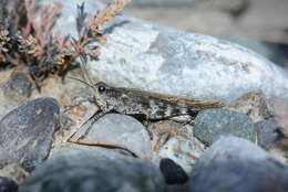 Epacromius tergestinus ponticus (Karny 1907) resmi