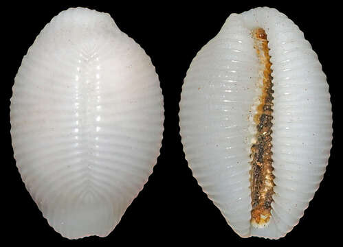 Слика од Trivirostra oryza (Lamarck 1810)