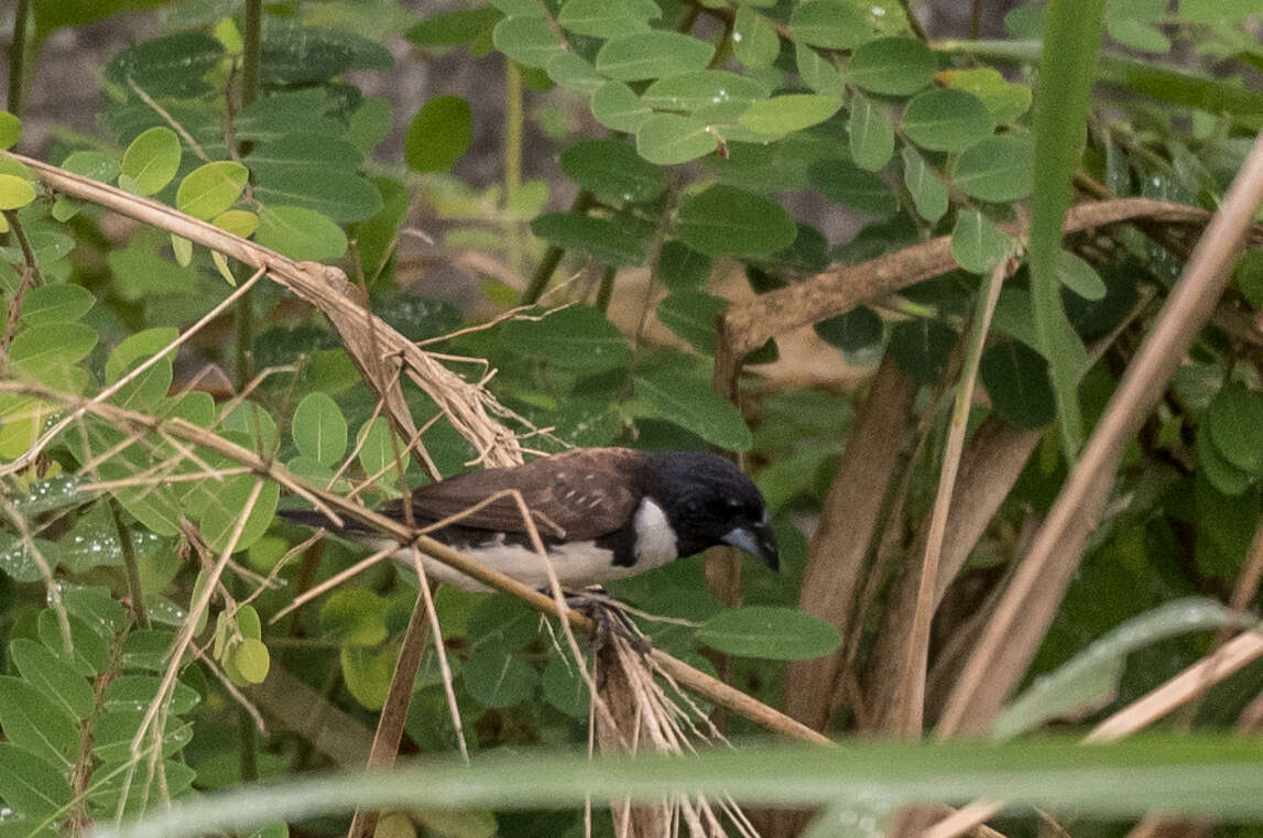 Image of Magpie Mannikin