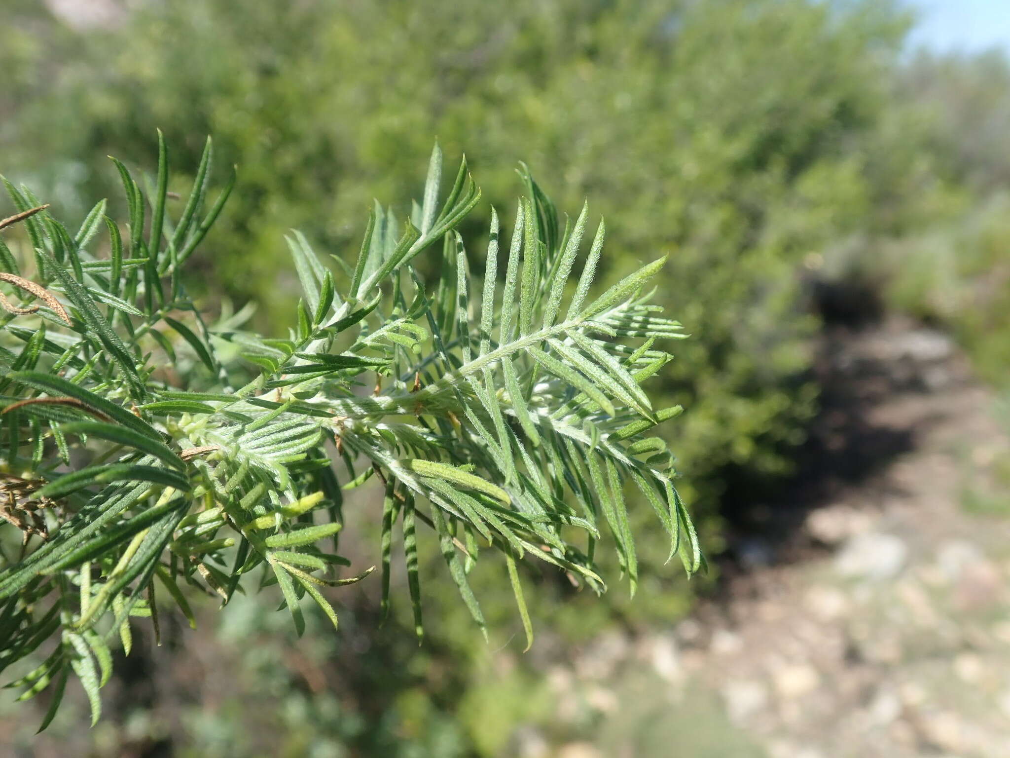 Image of Psoralea odoratissima Jacq.