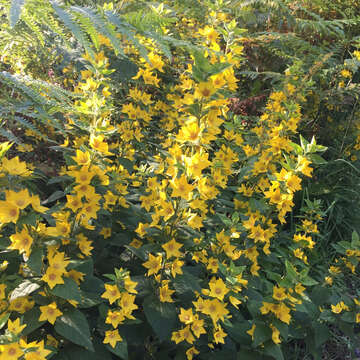 Слика од Lysimachia punctata L.