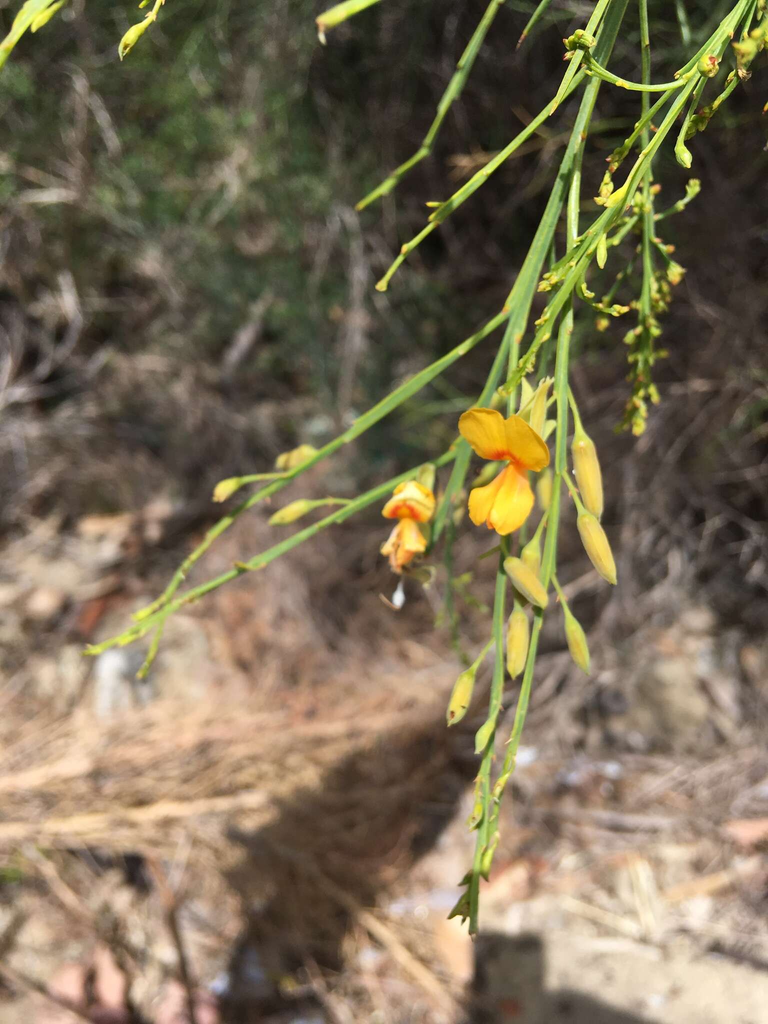 Image of Jacksonia sternbergiana Benth.