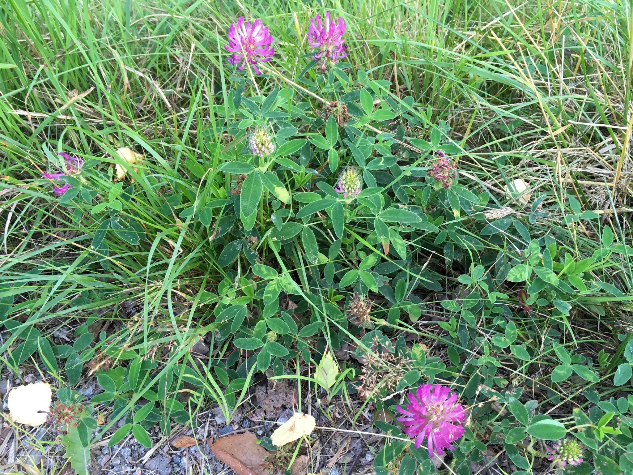 Imagem de Trifolium medium L.