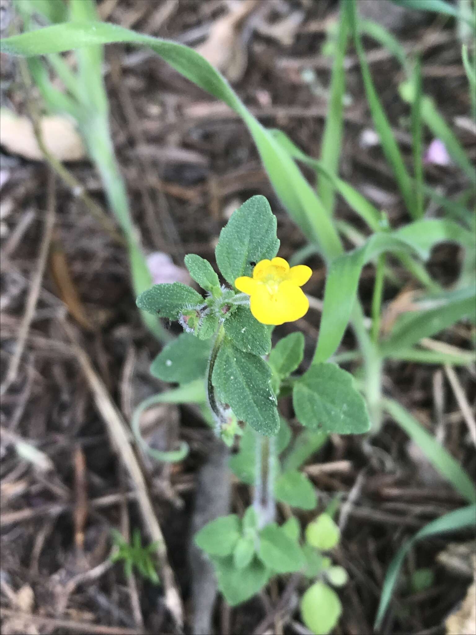 Imagem de Hemimeris sabulosa L. fil.