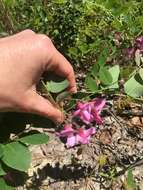 Imagem de Robinia hispida L.