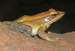 Image of Indosylvirana caesari (Biju, Garg, Mahony, Wijayathilaka, Senevirathne & Meegaskumbura 2014)