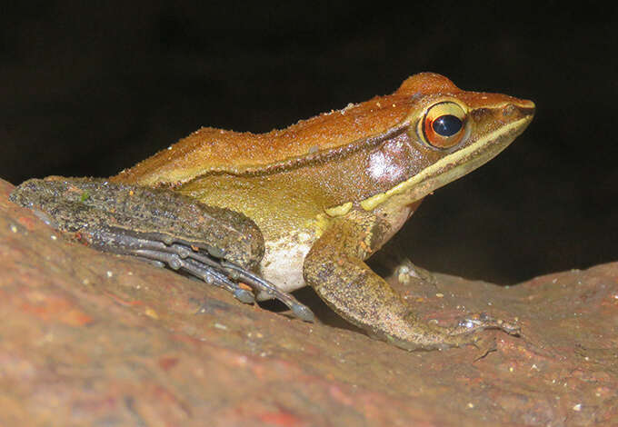 Image of Indosylvirana caesari (Biju, Garg, Mahony, Wijayathilaka, Senevirathne & Meegaskumbura 2014)