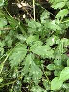 Phacelia bipinnatifida Michx. resmi