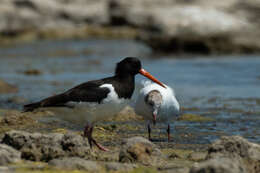 Image of Haematopus ostralegus longipes Buturlin 1910