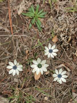 Image de Eryngium lemmonii Coult. & N. E. Rose