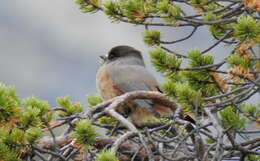 Image of Siberian Jay