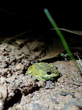 Image of Alpine Tree Frog