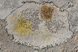 Image of alpine bellemerea lichen