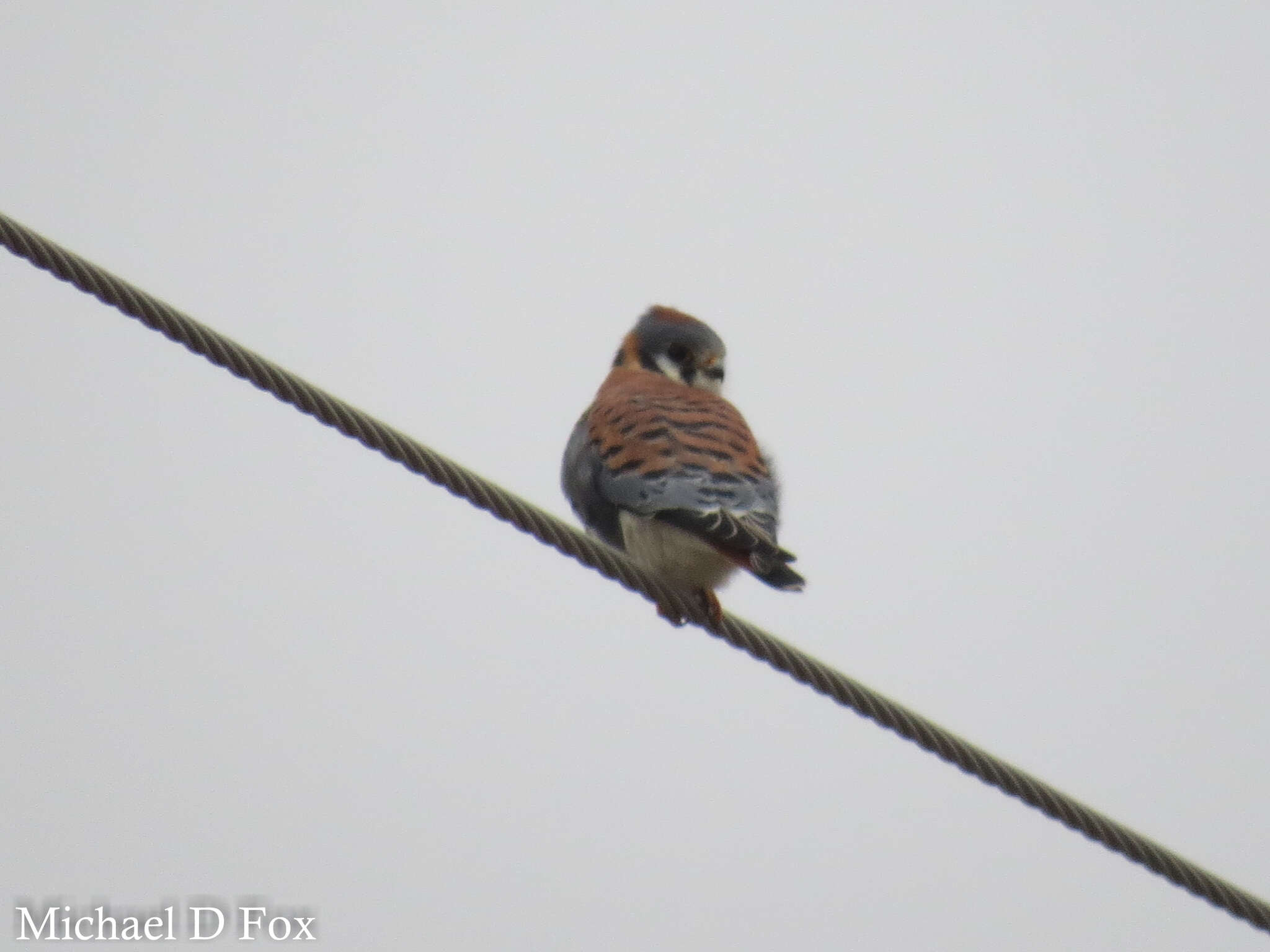 Image of American Kestrel