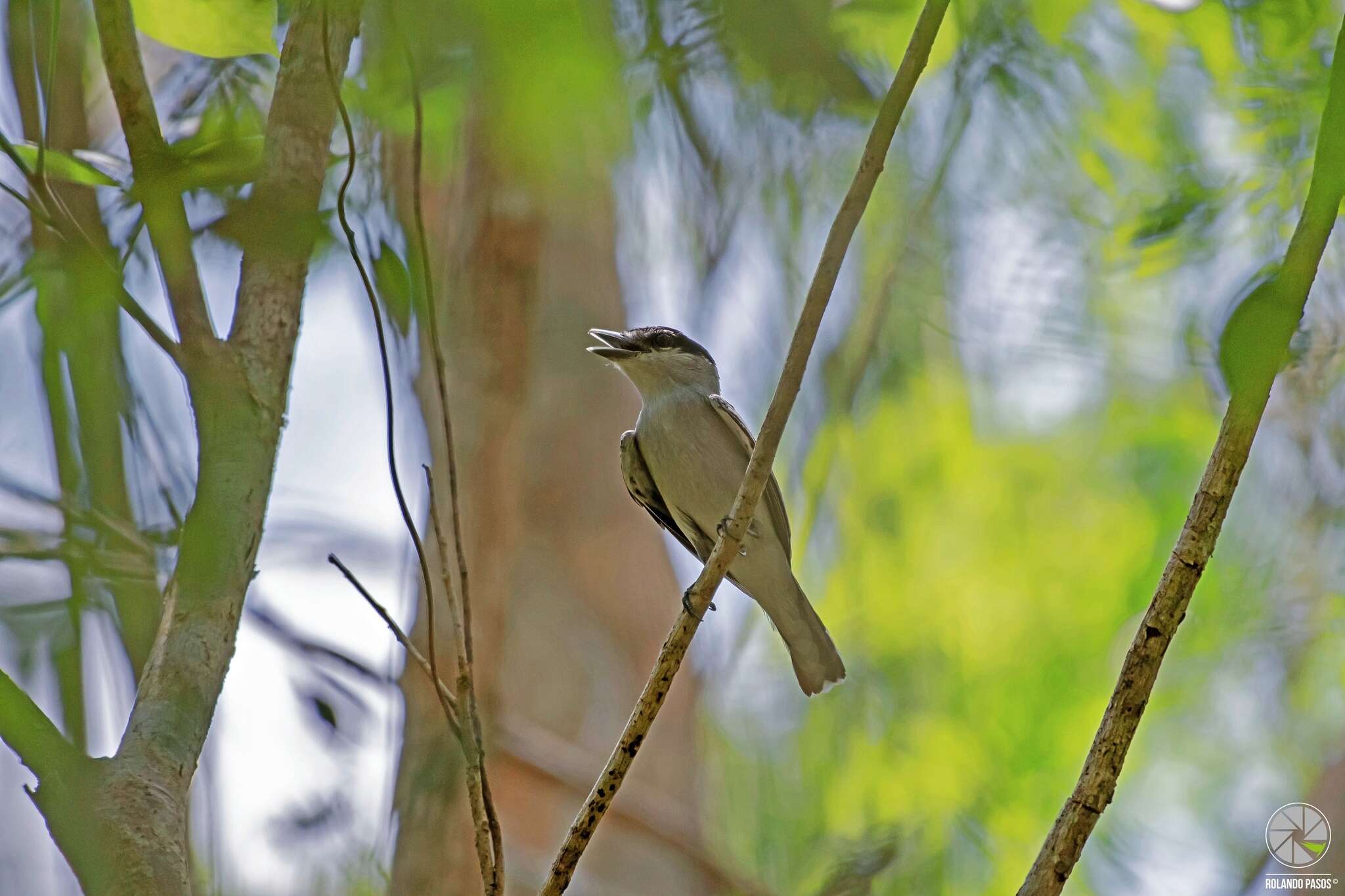 Image of Gray-collared Becard