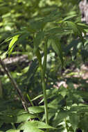 Image of Angelica anomala subsp. sachalinensis (Maxim.) H. Ohba