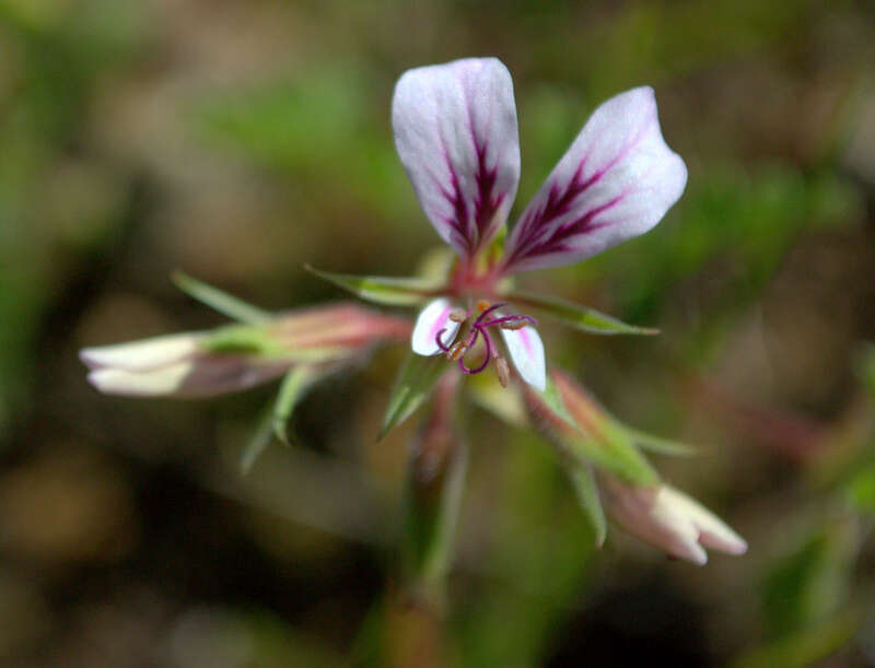 Image of geranium