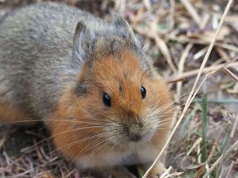 Image of Turkestan Red Pika