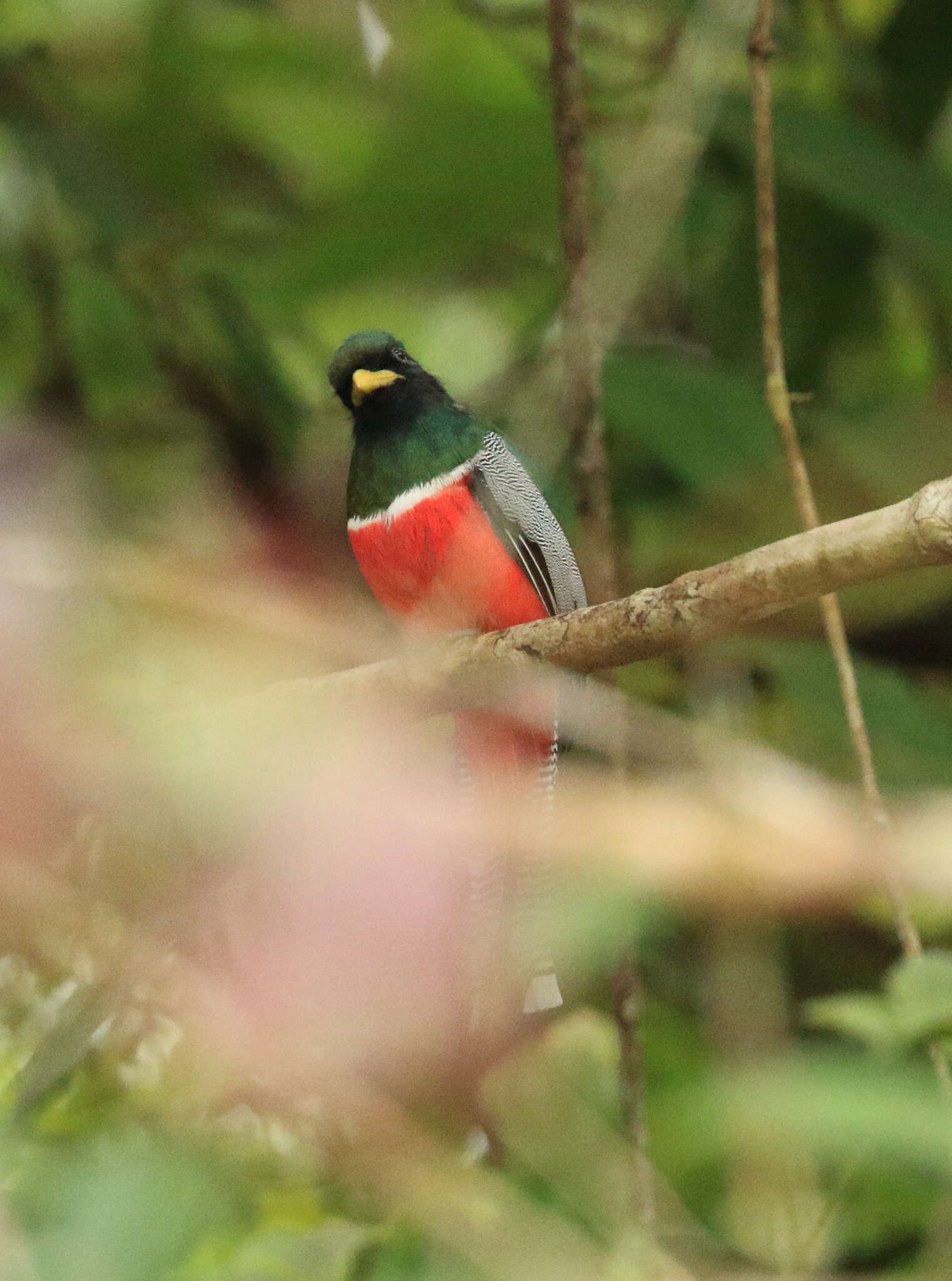 Image of Collared Trogon