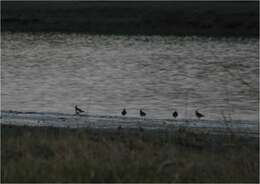 Image of Lapwing