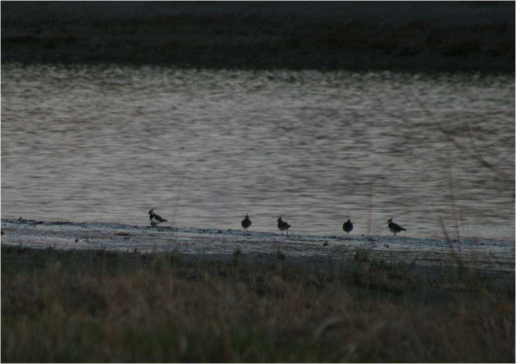 Image of Lapwing