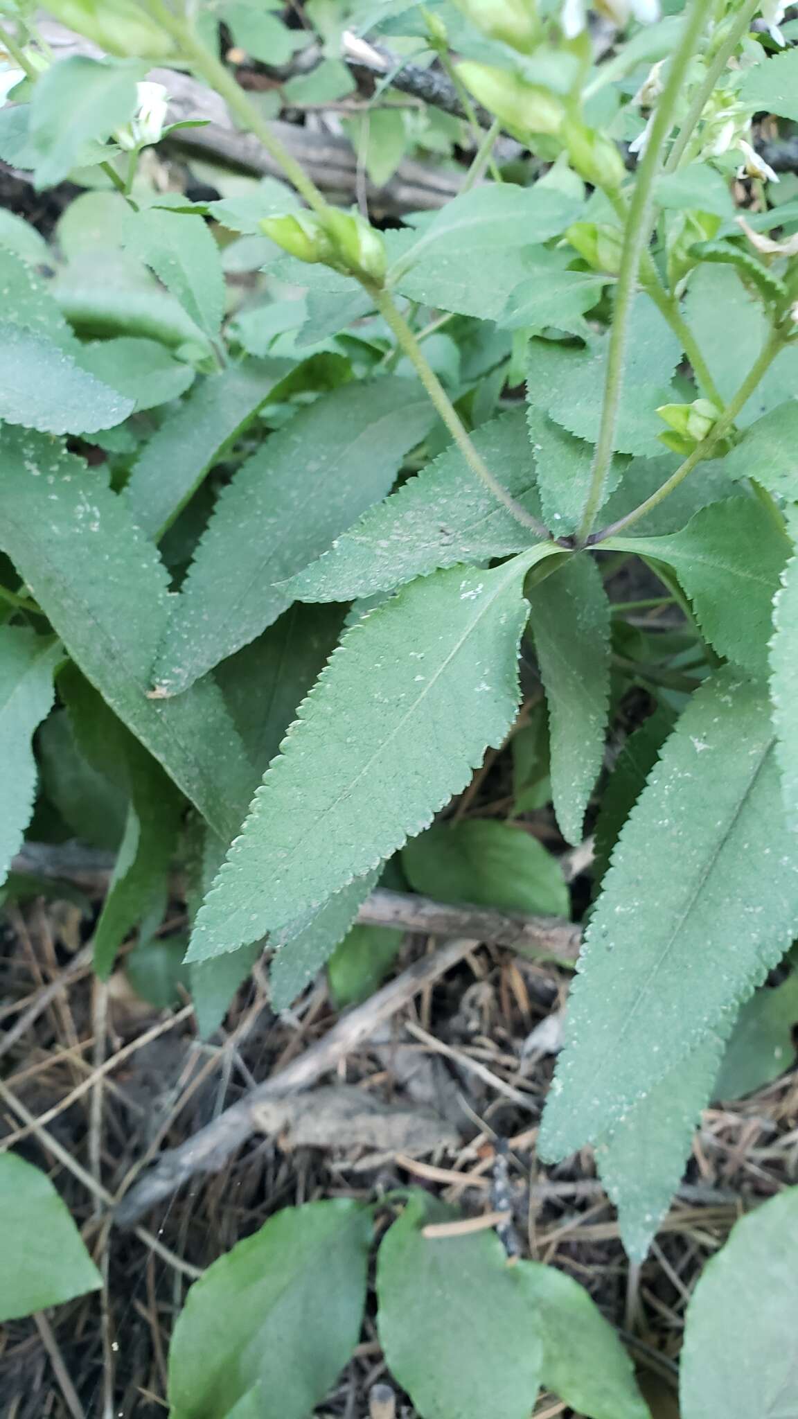 Image of sickletop lousewort