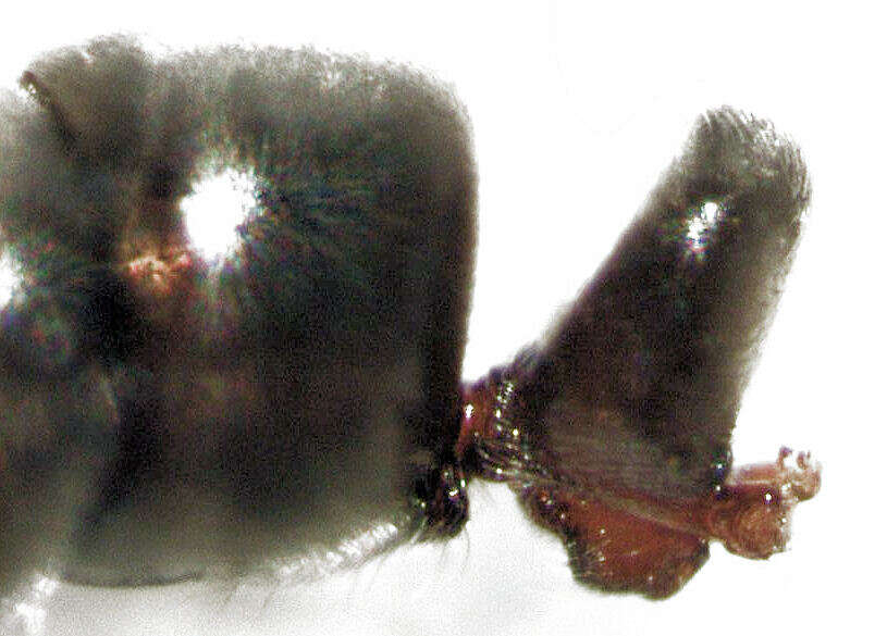 Image of Hypoponera eduardi (Forel 1894)