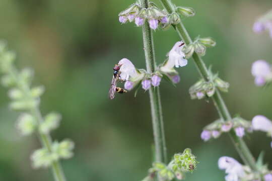 Image of Baccha maculata Walker 1852