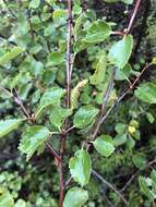 Image of Betula intermedia (Hartm.) E. Thomas ex Gaudin